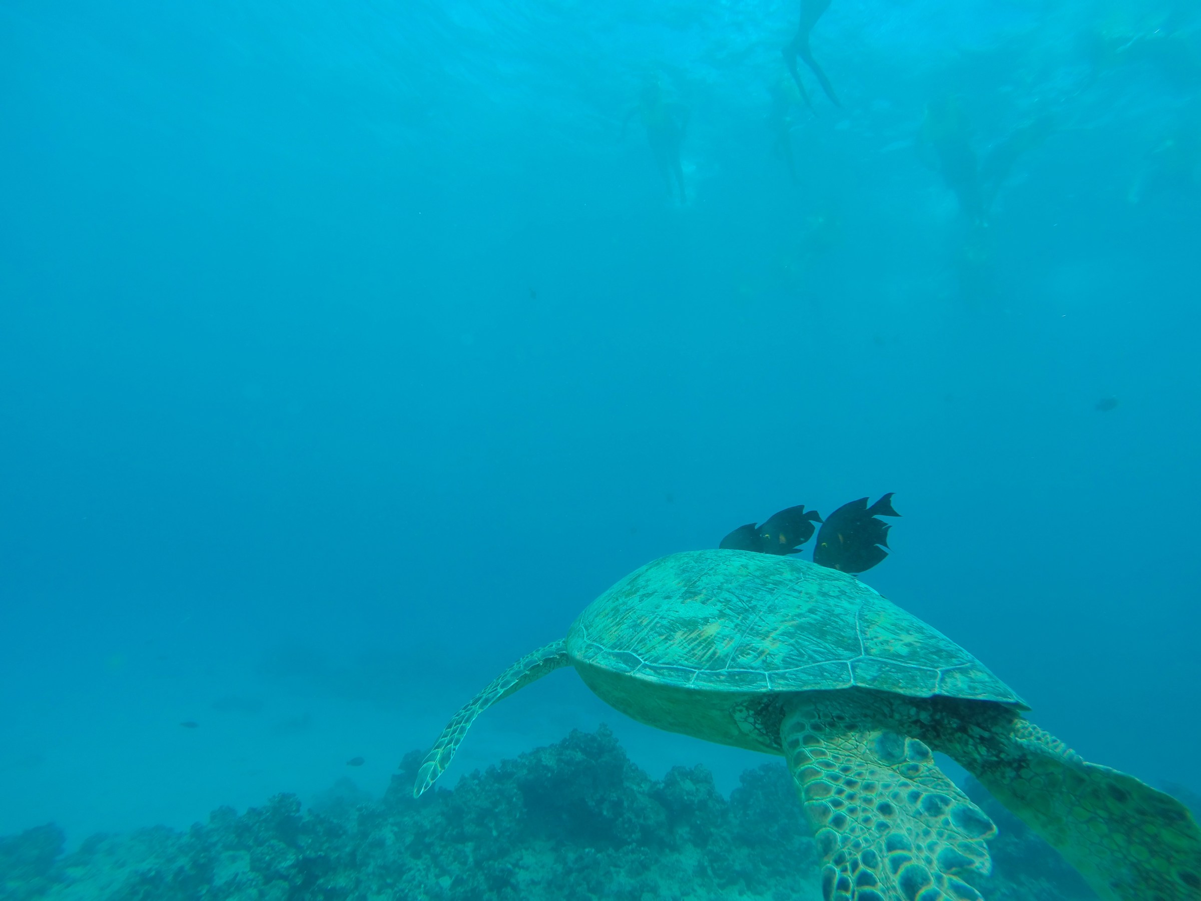 Turtles underwater at Turtle Canyon Waikiki Holokai Catamaran