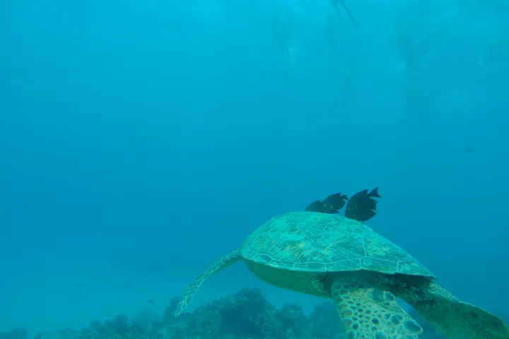 sea turtle
