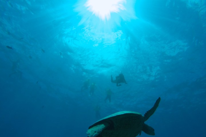 sea turtle