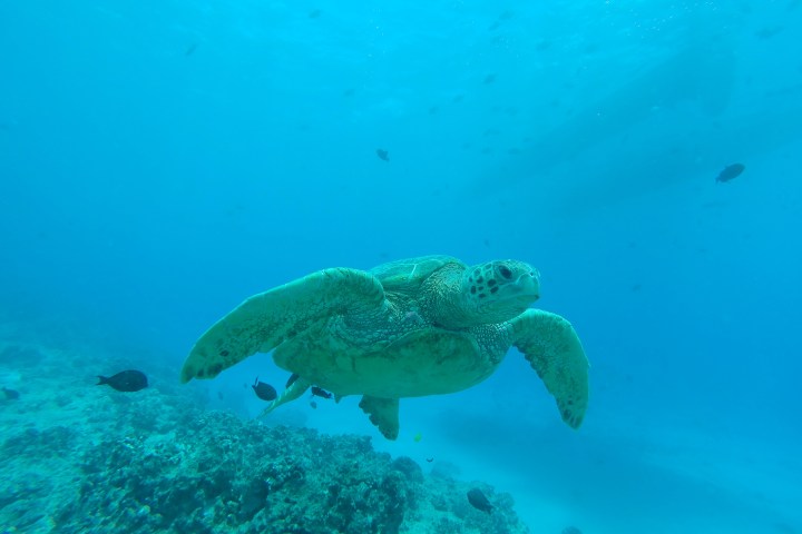 sea turtle