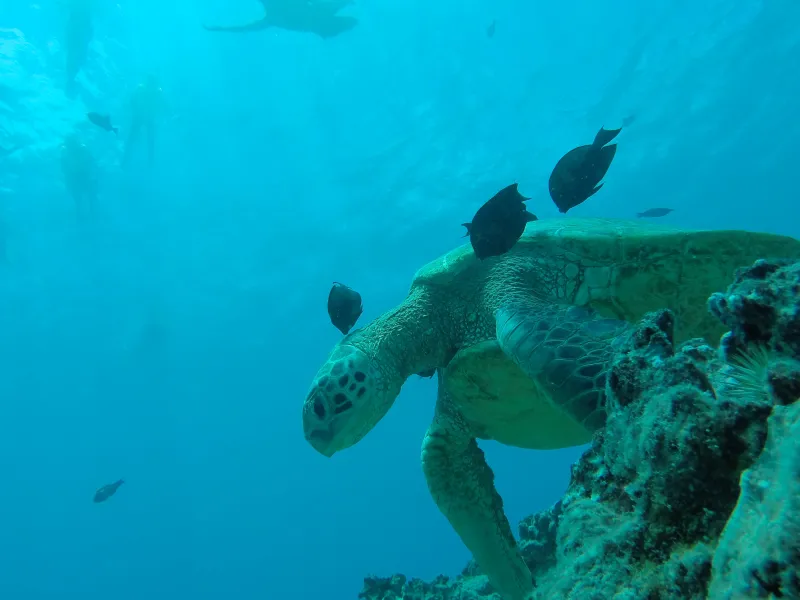 sea turtle