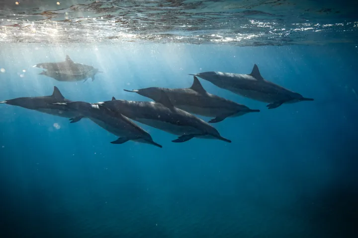 a fish swimming under water