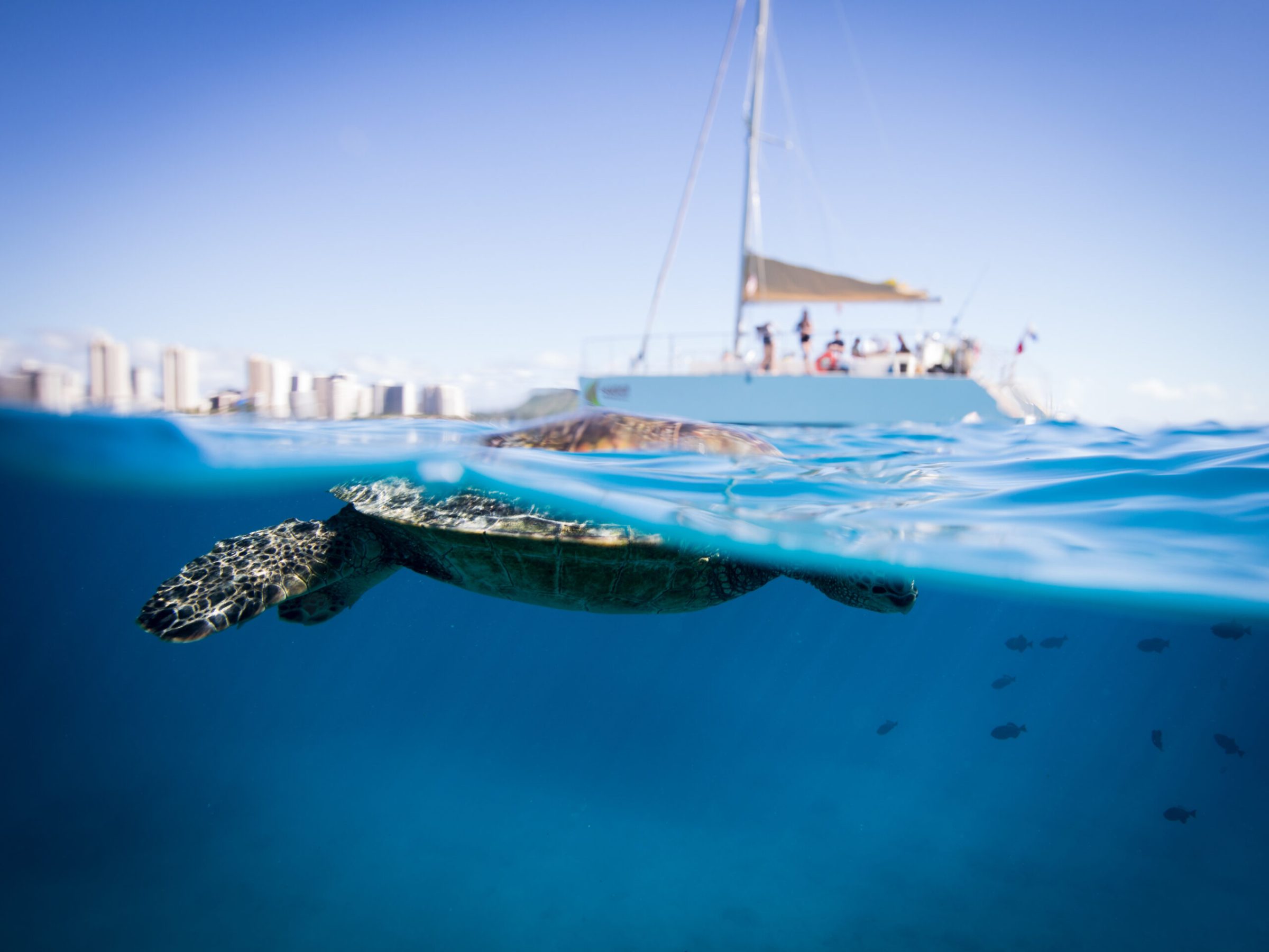 A close up turtle swimming on the surface of the water at Turtle Canyon Holokai Catamaran